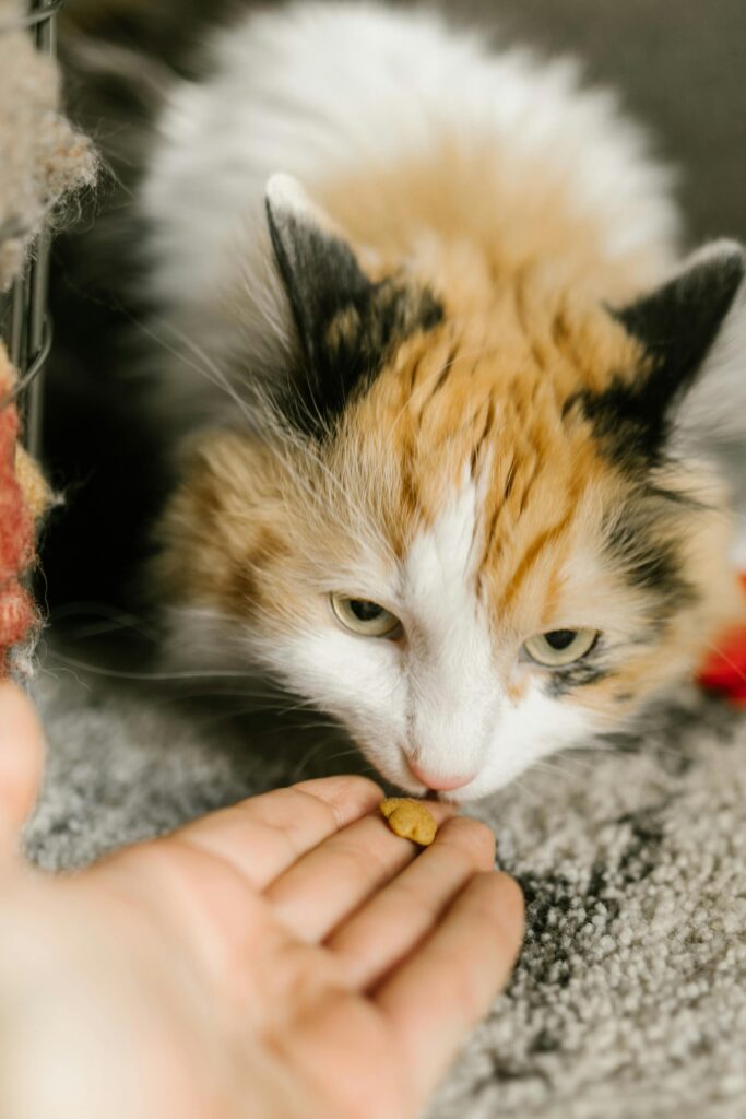 Close-up of a calico cat eating from a human hand with soft focus.