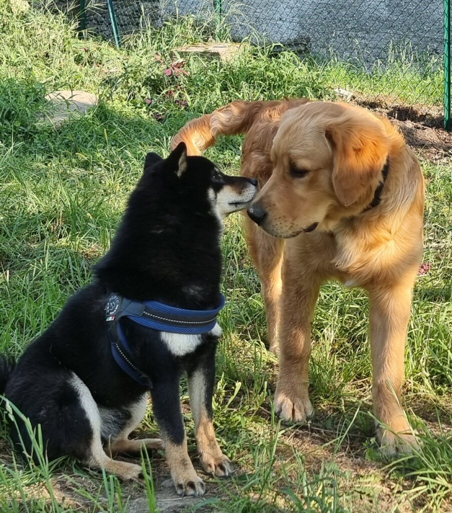 socializz copia crop